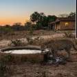 Depois de encontrar a mesma onça bebendo num tanque a 40 metros da casa durante cinco noites de seca, agricultor passa a recolher os cães antes do anoitecer e observar o quintal pela janela, até descobrir uma manhã que o animal havia levado dois filhotes para descansar sob uma mangueira no limite da propriedade