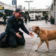 Há seis anos trabalhando no mesmo terminal, motorista encontra novamente o cachorro que costumava esperar seu ônibus no ponto final antes de desaparecer por oito meses, mas o animal retorna mais velho, com uma orelha machucada, e volta a dormir todas as noites debaixo do banco onde os dois dividiam biscoitos