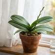O truque de setembro para fazer a orquídea voltar a florescer: mover a Phalaenopsis para um local mais fresco pode estimular uma nova haste floral