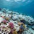 40 anos de monitoramento e quase 2 milhões de observações revelam a dimensão da perda dos recifes de coral: 14% da cobertura mundial desapareceu entre 2009 e 2018