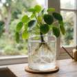 Hidroponia para iniciantes: como cultivar hortaliças e flores sem usar terra