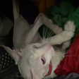 Mulher lava gato na máquina de lavar sem querer e vídeo bate 33 milhões de visualizações