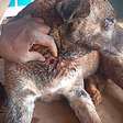 Mistério: Cachorro é encontrado ferido com marcas de suposto ataque de animal desconhecido no RS
