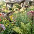 7 plantas perenes nativas para plantar em setembro e transformar o jardim em uma fonte de néctar para beija-flores durante a migração