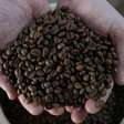 Exportação de café do Brasil salta no início de setembro; embarque de petróleo também dispara
