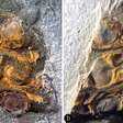 Fóssil de 295 milhões de anos encontrado na China aponta que as flores podem ter surgido antes dos dinossauros