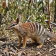 Em 2016, Nova Gales do Sul cercou 3 reservas contra gatos ferais e raposas; 10 anos depois, 13 espécies extintas localmente voltaram, algumas após mais de 100 anos, e já estão se reproduzindo