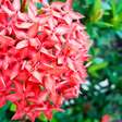 Como acertar no cultivo da ixora e garantir flores vibrantes no jardim