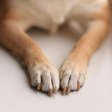 Por que os cães lambem as patas? Descubra as causas e como ajudar