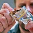 Veneno em dose extrema: conheça algumas das serpentes mais tóxicas do mundo