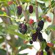 7 árvores frutíferas que pegam facilmente no jardim ou quintal de casa