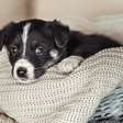 Pets sentem frio: como cuidar dos animais de estimação no inverno?