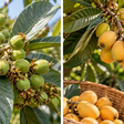 A nêspera começa a formar frutos ainda pequenos: este cuidado faz diferença nessa fase