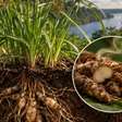 Priprioca: o tesouro aromático da Amazônia que conquistou até a perfumaria fina