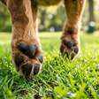 Encoste a mão no chão por 5 segundos antes de passear com o cachorro: na Nova Zelândia, esse teste simples é recomendado para descobrir se asfalto e areia estão quentes demais e podem queimar as patas do animal