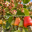 O cajueiro pode produzir flores sem formar castanhas; este detalhe ajuda a entender o fenômeno