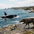 Cientistas concluem que as orcas e os golfinhos cruzaram um ponto evolutivo sem retorno e não voltarão à terra firme