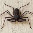 Parece uma mistura de aranha com escorpião e anda pelas paredes à noite, mas sua aparência conta uma história bem diferente do perigo real