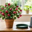 Olhe embaixo dos vasos a cada 2 dias: em Singapura, a prevenção contra a dengue inclui esvaziar e esfregar os pratinhos das plantas, virar baldes para baixo e trocar frequentemente a água de vasos com flores