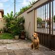 Moradora percebeu que o cachorro do vizinho aparecia sozinho diante de sua porta todas as noites, mas só resolveu segui-lo quando ele começou a voltar cada vez mais cedo