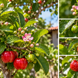 A aceroleira pode produzir várias floradas no mesmo período e cada uma delas segue um ritmo diferente