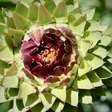 Entre folhas e sabores: os segredos da alcachofra, a flor que conquistou a gastronomia