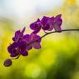 Mais da metade das orquídeas pode estar ameaçada de extinção