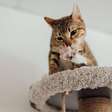 Arranhadores são essenciais para a saúde e o bem-estar dos gatos