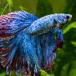 Da escolha do aquário à alimentação: 7 dicas para cuidar de peixe betta