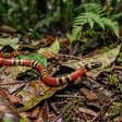 A serpente que parece pequena demais para assustar pode carregar um veneno muito mais importante do que o tamanho sugere