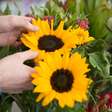 Boas energias: conheça 4 flores essenciais para cultivar em casa