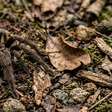 A aranha brasileira que parece grande demais para passar despercebida consegue sumir no ambiente em segundos