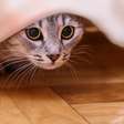 Gatos sentem ciúmes? Estes sinais podem revelar o que está acontecendo
