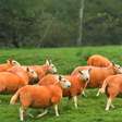 Ovelhas laranja: conheça o rebanho que mudou a paisagem de Cumbria para afastar ladrões