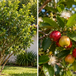 A árvore que parece comum durante meses e muda completamente quando começa a frutificar