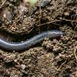 O anfíbio brasileiro que parece uma cobra vive quase sempre escondido e pode passar a vida inteira sem que alguém perceba que ele está ali