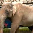 Após mais de 40 anos em zoológico, elefante Sandro ganha nova vida em santuário