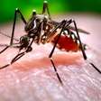 Olinda registra quarta morte por dengue confirmada em Pernambuco no ano; casos passam de 11 mil