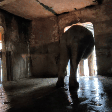 Prefeitura de Sorocaba não quis dar verba de R$ 700 mil para reforma do recinto no zoológico onde vivia elefante Sandro