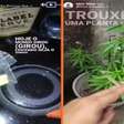 Polícia prende seis suspeitos de vender doces com drogas em universidade de Fortaleza