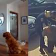 Golden retriever encanta internautas ao tentar brincar com bandido que invadiu a sua casa
