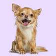 Cães da raça chihuahua são parte coiotes, e talvez por isso sejam "pequenos, mas bravos"