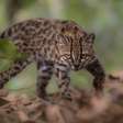 Leopardus tilcayo: conheça a nova espécie de felino selvagem identificada por professor brasileiro na Bolívia