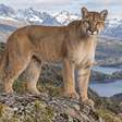 O animal enorme que atravessa a mata quase sem fazer barulho pode estar muito mais perto do que parece
