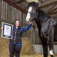 Entrou para o Guinness! Cavalo 'adolescente' da Inglaterra ganha título de mais alto do mundo