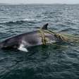 Equipes de resgate correm contra o tempo para libertar uma baleia-anã de 5,5 metros encontrada gravemente enroscada em cordas perto de Cape Cod, após arrastar equipamentos por 64 quilômetros