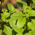 Tulsi: conheça 5 benefícios do "manjericão-sagrado" para a saúde