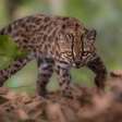 Descoberta histórica na ciência: cientistas identificam a primeira nova espécie de felino em 100 anos escondida na natureza