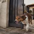Cachorro escapou pelo portão e terminou preso no quintal da casa ao lado, mas a situação virou discussão quando o vizinho se recusou a permitir que o tutor entrasse para buscá lo