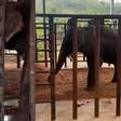 Elefante Sandro toma 'banho de terra' em 1º ato após chegar a santuário em Mato Grosso